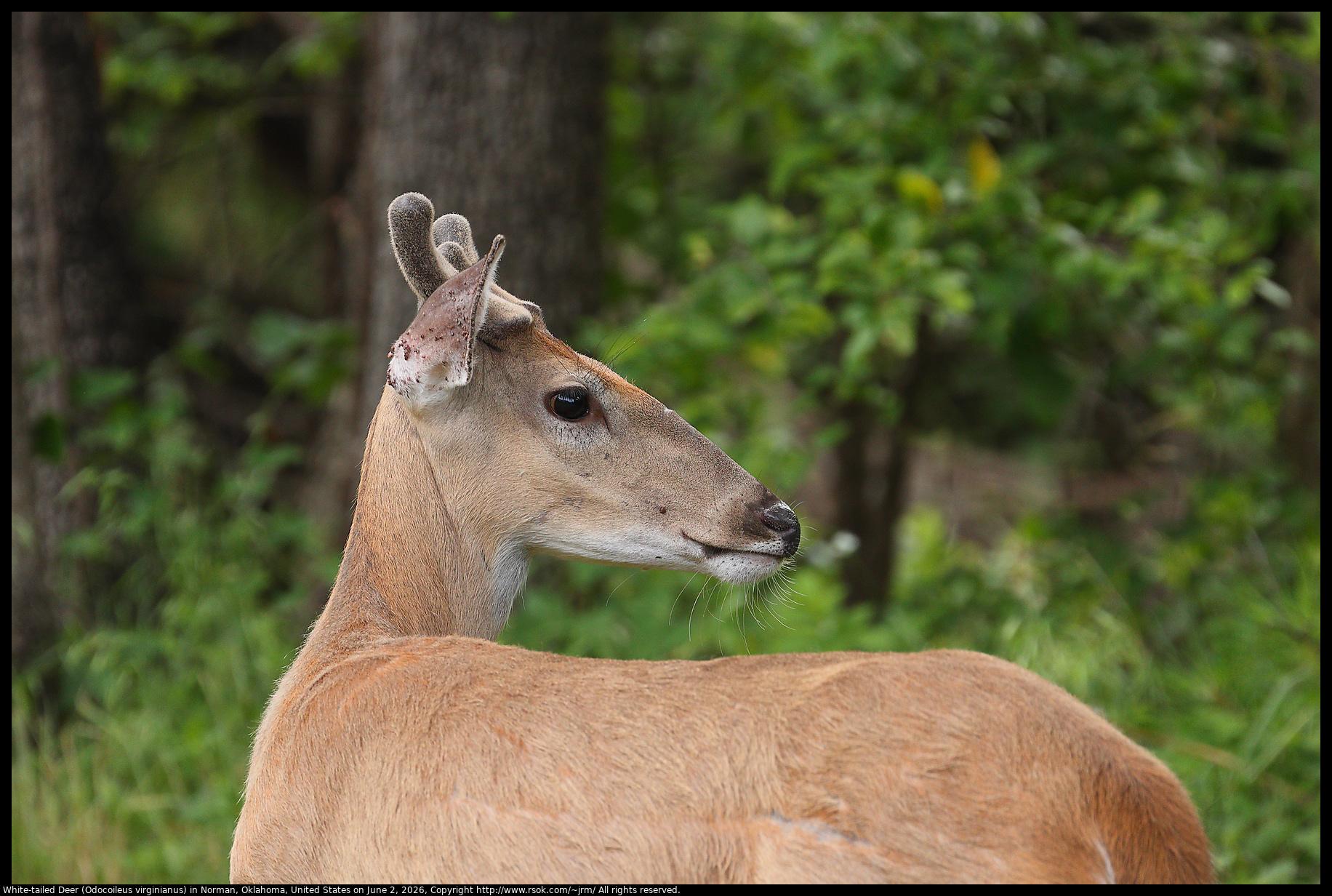 A White-tailed Deer (Odocoileus virginianus) with velvet antlers was looking back over his shoulder in Norman, Oklahoma, United States on June 2, 2026.
