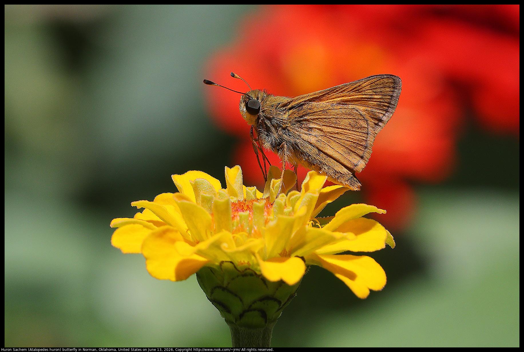 A Huron Sachem (Atalopedes huron) butterfly was pollinating a Zinnia cultivar in Norman, Oklahoma, United States on June 13, 2026.