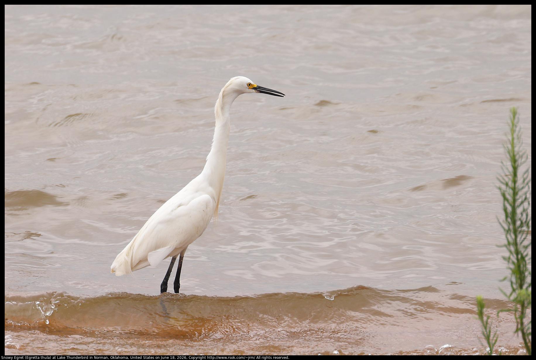 A Snowy Egret (Egretta thula) was walking through water colored  by Oklahoma red dirt and reflecting a gray sky at Lake Thunderbird in Norman, Oklahoma, United States on June 18, 2026.