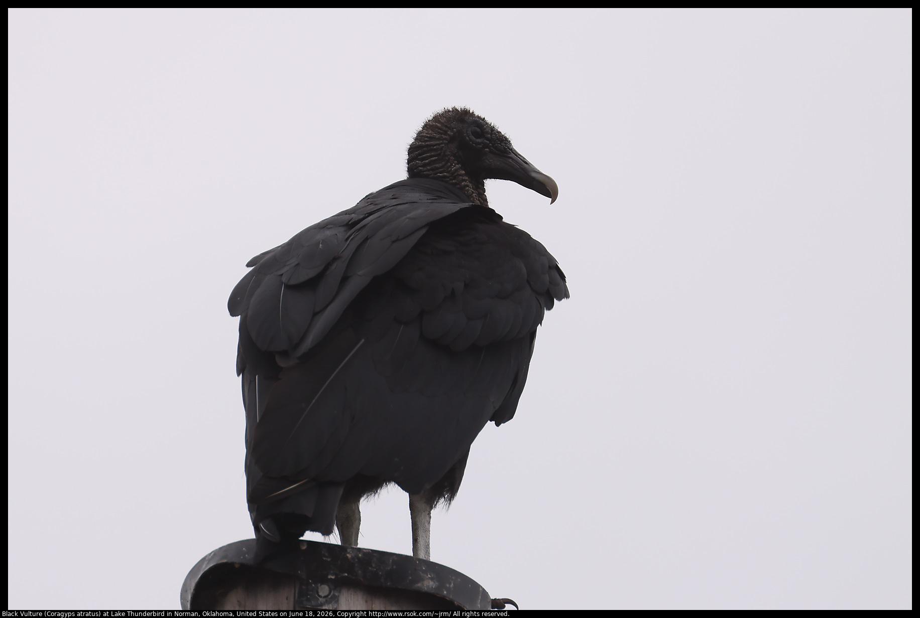 A Black Vulture (Coragyps atratus) was standing on a pole at Lake Thunderbird in Norman, Oklahoma, United States on June 18, 2026.