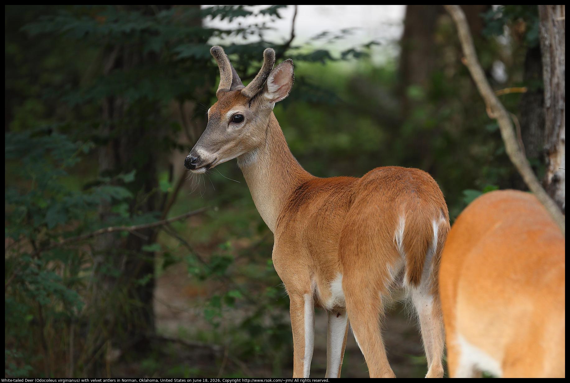 A White-tailed Deer (Odocoileus virginianus) with velvet antlers seemed to be thinking that he was so well hidden in deep shade that the old human with a camera was no threat in Norman, Oklahoma, United States on June 18, 2026.