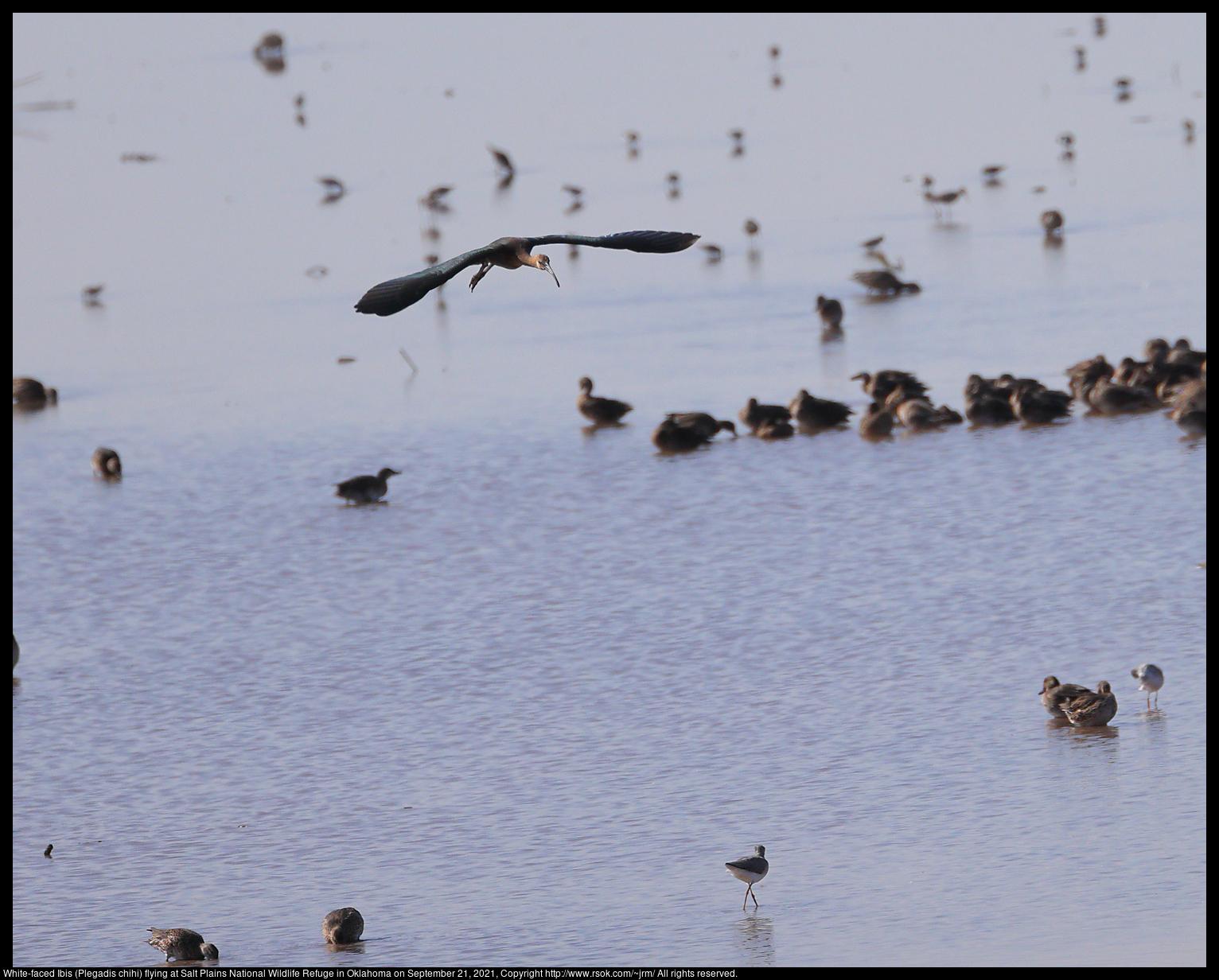A White-faced Ibis (Plegadis chihi) flying over shallow at Salt Plains National Wildlife Refuge in Alfalfa County, Oklahoma, United States on September 21, 2021.