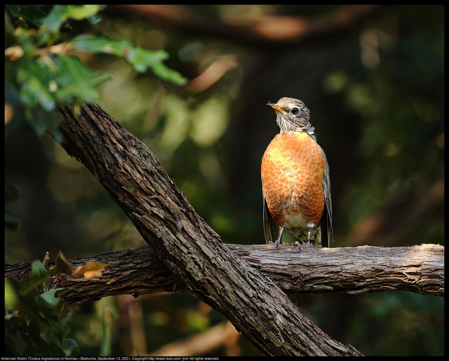 An American Robin (Turdus migratorius) was standing on a branch in sunlight with dark shade in the background in Norman, Oklahoma, United States on September 13, 2021.