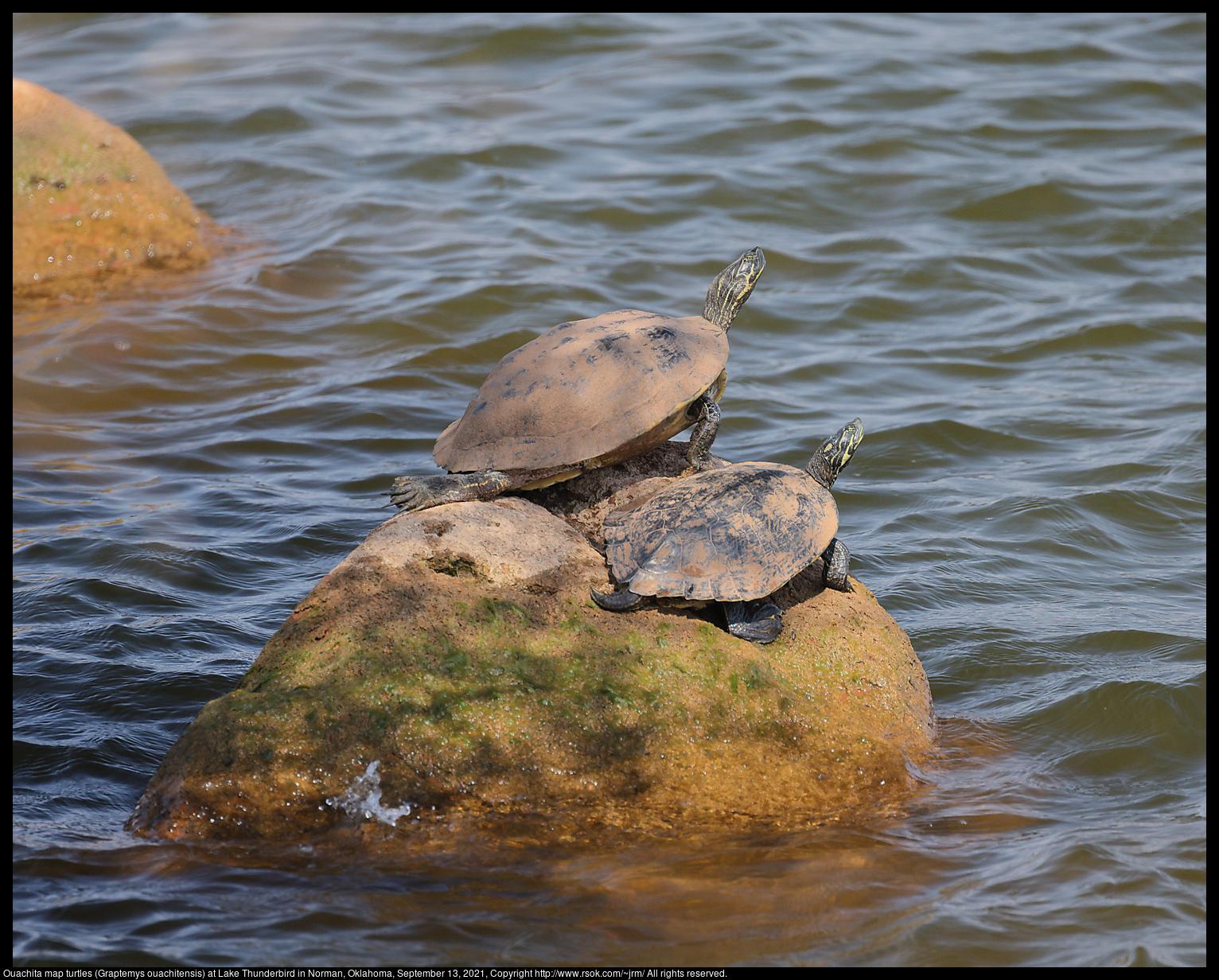 Two Ouachita map turtles (Graptemys ouachitensis) were on a sandstone rock surrounded by water at Lake Thunderbird in Norman, Oklahoma, September 13, 2021.