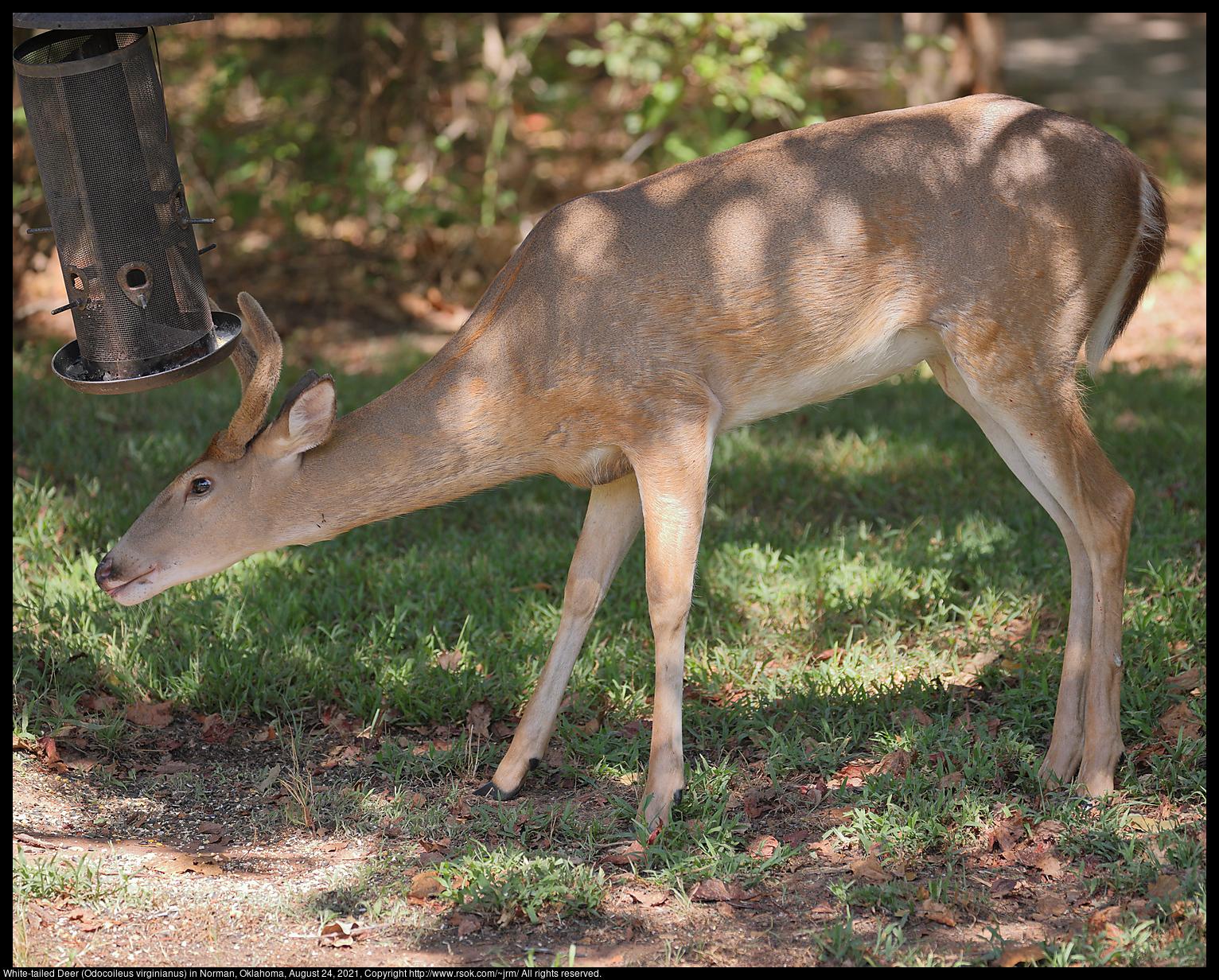 A White-tailed Deer (Odocoileus virginianus) was using his antlers to shake a bird feeder in Norman, Oklahoma, United States on August 24, 2021.