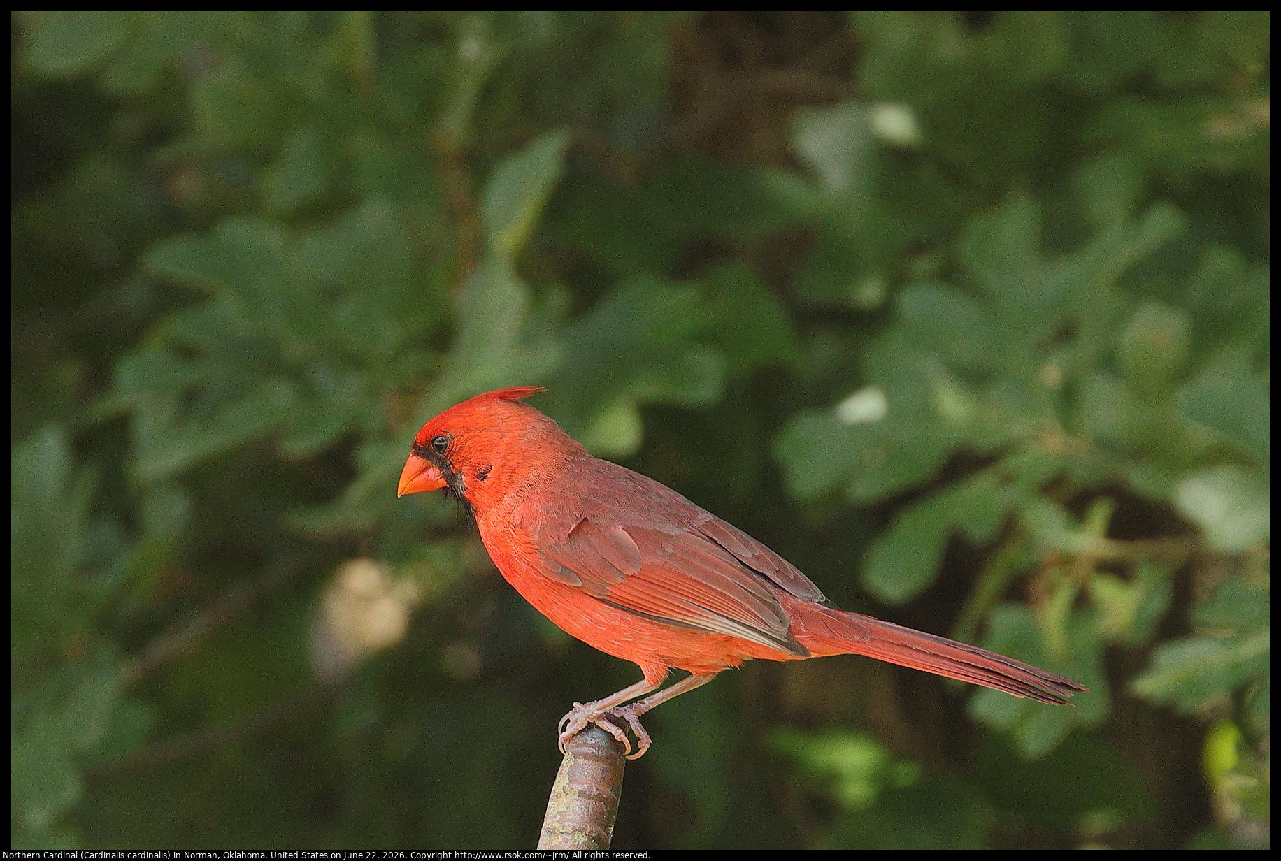 A Northern Cardinal (Cardinalis cardinalis) was standing with his crest lowered in Norman, Oklahoma, United States on June 22, 2026.