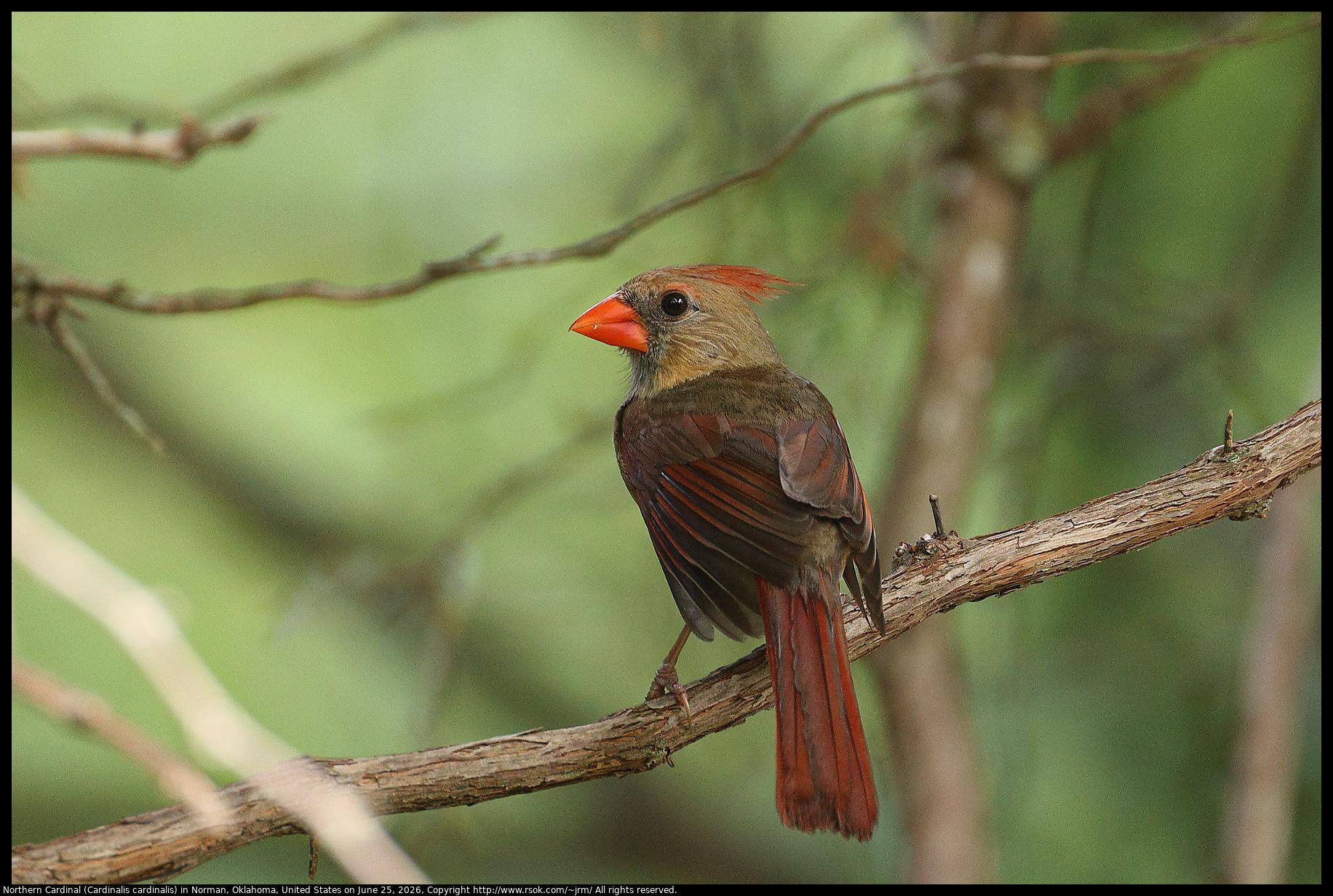 A Northern Cardinal (Cardinalis cardinalis) was standing on a vine in Norman, Oklahoma, United States on June 25, 2026. The bird was mature enough to have an orange beak but still had some black feathers.
