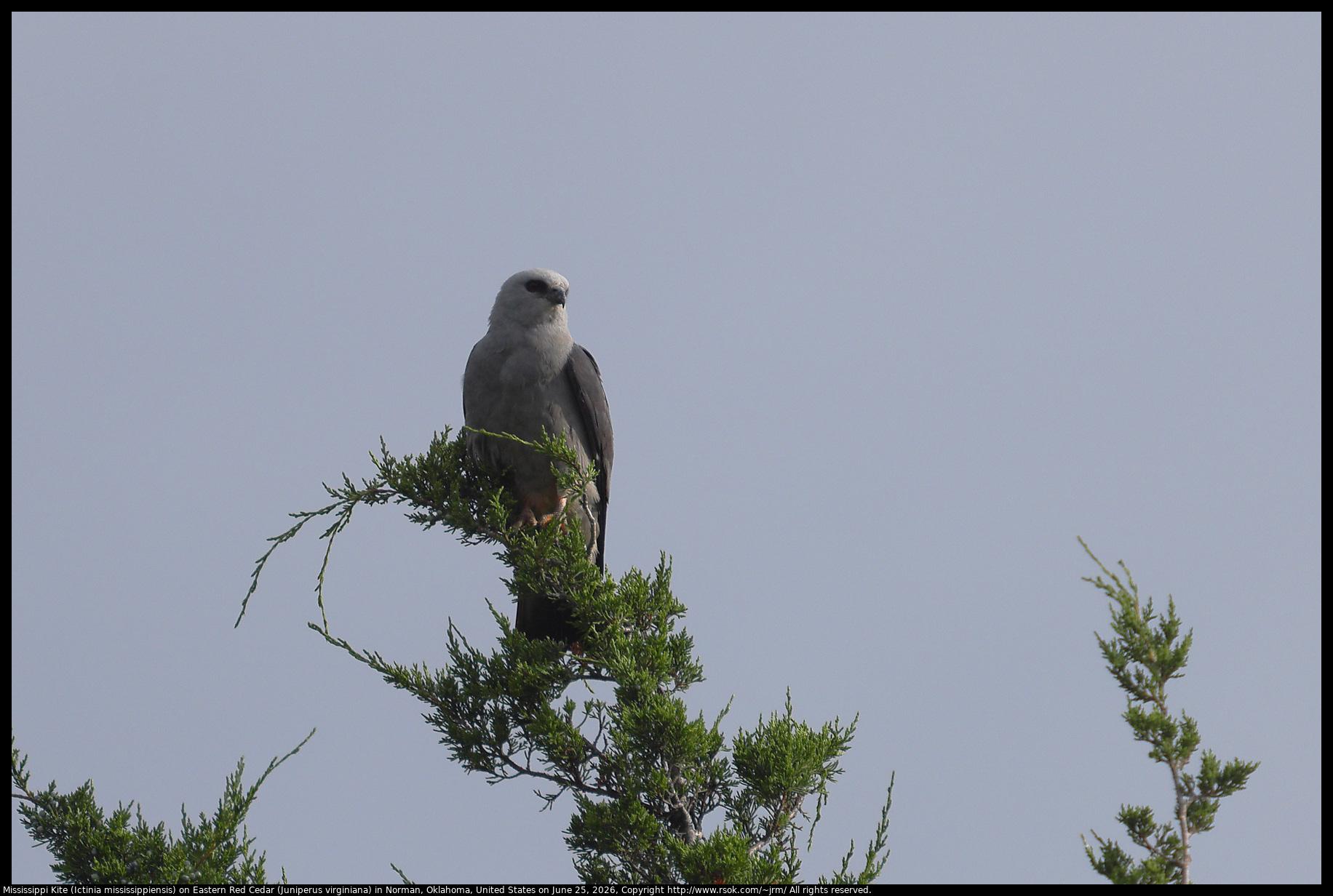A Mississippi Kite (Ictinia mississippiensis) was standing on the highest part of an Eastern Red Cedar (Juniperus virginiana) tree in Norman, Oklahoma, United States on June 25, 2026.