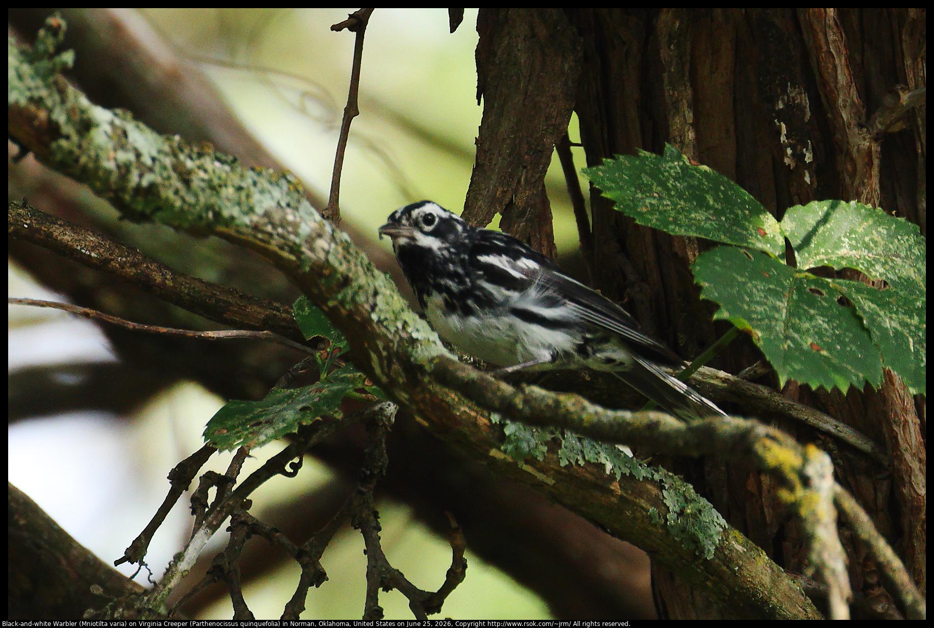 A Black-and-white Warbler (Mniotilta varia) was standing on a Virginia Creeper (Parthenocissus quinquefolia) vine in Norman, Oklahoma, United States on June 25, 2026.