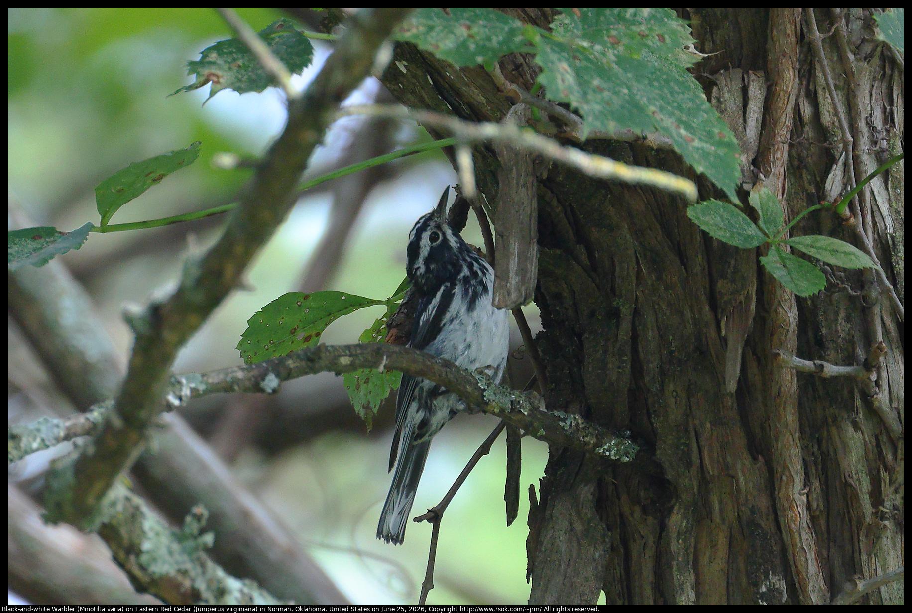 A Black-and-white Warbler (Mniotilta varia) was walking up the trunk of an Eastern Red Cedar (Juniperus virginiana) tree in Norman, Oklahoma, United States on June 25, 2026. In the photo there are also Virginia Creeper (Parthenocissus quinquefolia) vines and oak twigs with lichen. The Crosstimbers ECOregion has a variety of species.