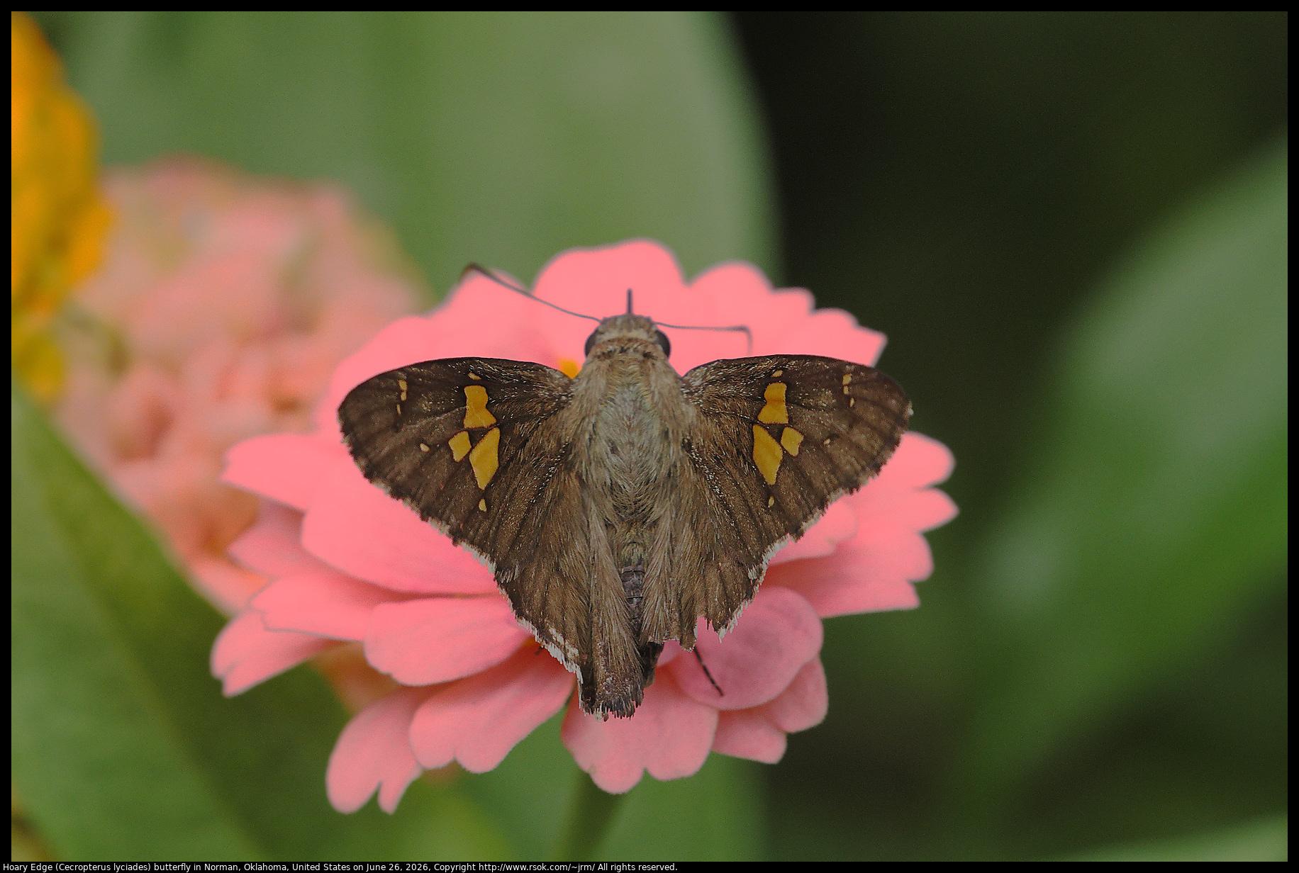 A Hoary Edge (Cecropterus lyciades) butterfly was standing on a Zinnia cultivar in Norman, Oklahoma, United States on June 26, 2026. There is a Zinnia species native to Oklahoma, but this is a cultivar likely derived from a species native to Mexico.