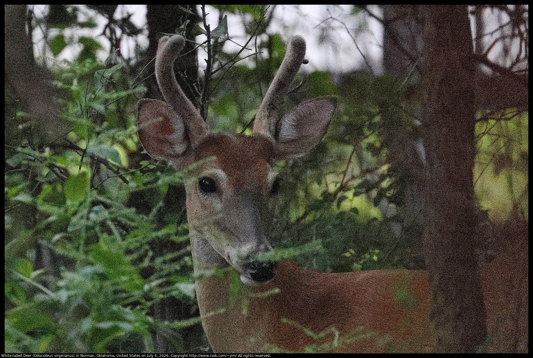 A White-tailed Deer (Odocoileus virginianus) was hiding in dark shadows in Norman, Oklahoma, United States on July 4, 2026. There was so little light that the photo looks grainy. There were not enough photons to average into a nice solid color. The grain in the photo shows the Poissonian distribution of photons arriving at the camera sensor.
https://www.strollswithmydog.com/photons-poisson-shot-noise/ 
https://en.wikipedia.org/wiki/Photon_statistics