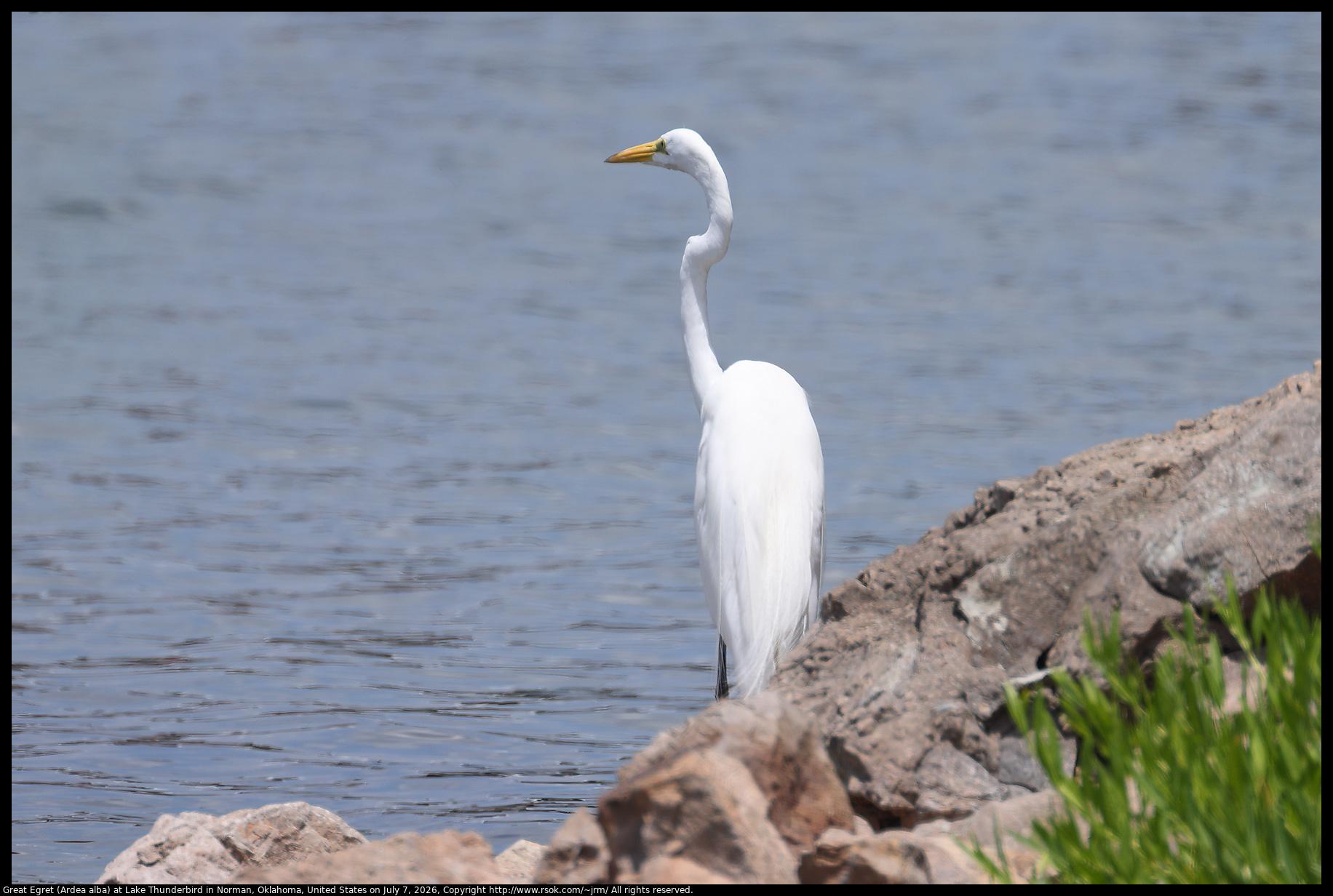 A Great Egret (Ardea alba) was standing on rocks at the edge of Lake Thunderbird in Norman, Oklahoma, United States on July 7, 2026.