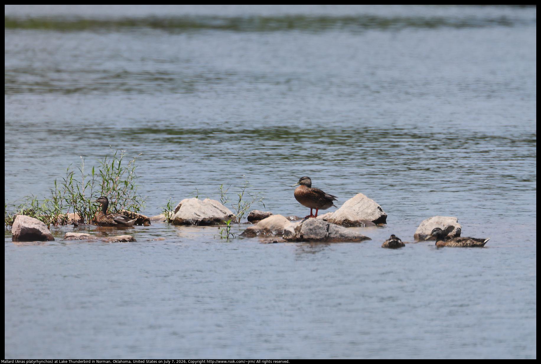 Two Mallards (Anas platyrhynchos) were standing on chunks of broken concrete surrounded by water at Lake Thunderbird in Norman, Oklahoma, United States on July 7, 2026.