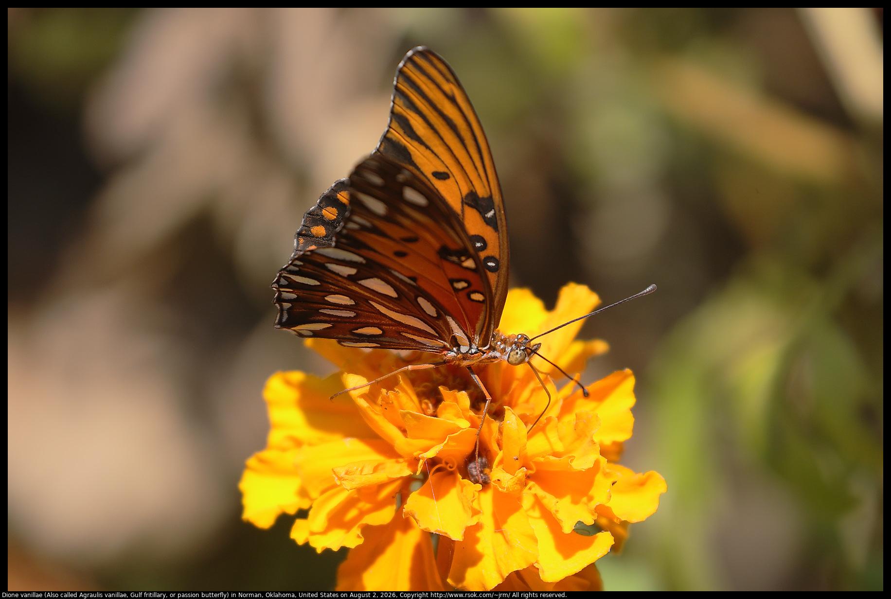 A Dione vanillae (Also called Agraulis vanillae, Gulf fritillary, or passion butterfly) was standing on a flower in Norman, Oklahoma, United States on August 2, 2026.