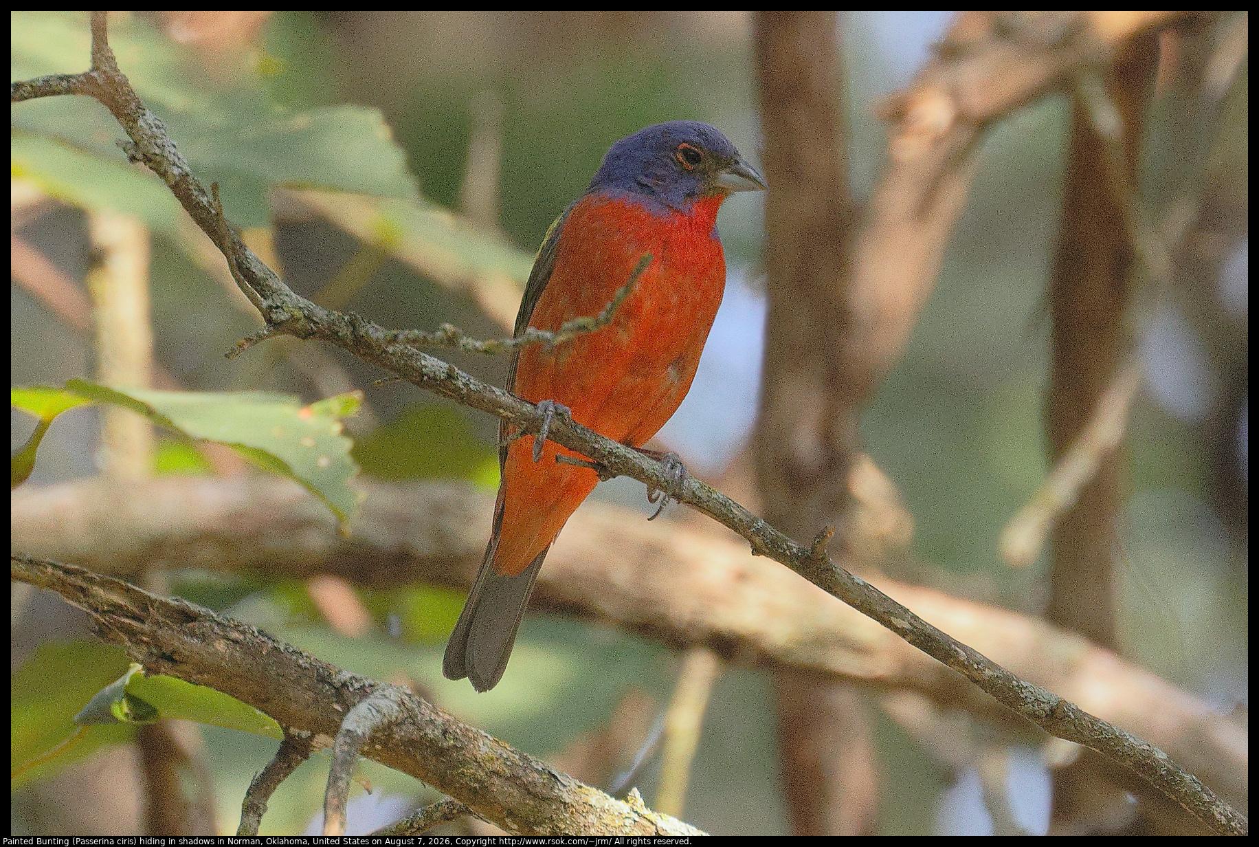 A Painted Bunting (Passerina ciris) was hiding in shadows standing on a twig in Norman, Oklahoma, United States on August 7, 2026.