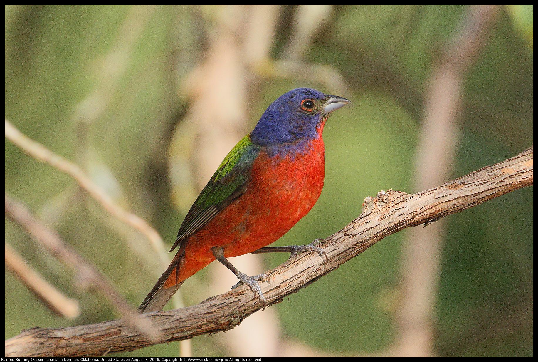 A Painted Bunting (Passerina ciris) was standing on a branch in the shade in Norman, Oklahoma, United States on August 7, 2026.